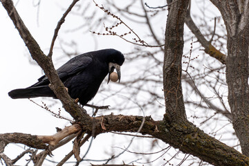 Adult rook (Corvus frugilegus) perched on a tree branch, holding a walnut in its beak. Intelligent rook bird preparing to crack a nut while sitting on a bare branch during early spring.
