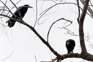 Two rooks (Corvus frugilegus) perched on bare tree branches in winter. Pair of rooks, one bird found a walnut. © Dina Luk