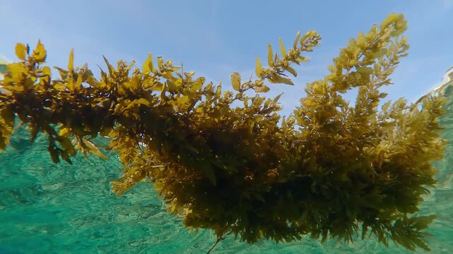 Close-up of piece Sargassum brown macroalgae drifting across blue water surface and reflects on it against blue sky background, underwater footage