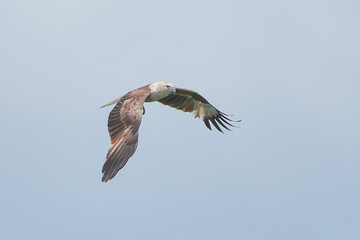 Obraz premium rahminy kite (Haliastur indus) or red-backed sea-eagle soaring in the clear sky. Majestic bird of prey with distinctive white head and chestnut wings in flight.