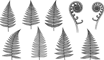 Set of black fern leaf silhouettes and koru swirls isolated on white background, botanical foliage elements for tropical nature design (20 words) © Rowshan