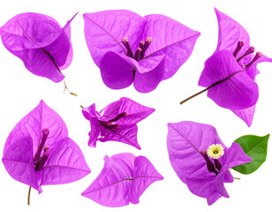 Firefly_Meat carving knifes isolated on transparent background. PNG , se of - Firefly_Purple bougainvillea tropical flower isolated on transparent background, PNG, Set of  (2)
