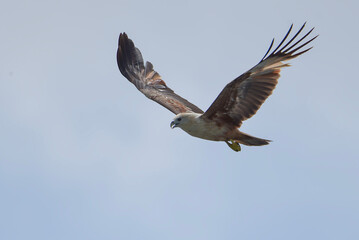 Obraz premium rahminy kite (Haliastur indus) or red-backed sea-eagle soaring in the clear sky. Majestic bird of prey with distinctive white head and chestnut wings in flight.