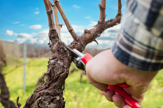 Close-up of the hands of the winemaker pruning the vineyard with professional steel scissors. Traditional agriculture. Winter pruning, Guyot method.