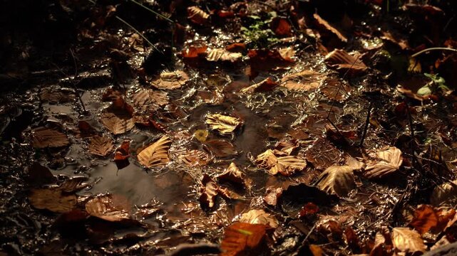 Water collects on the ground in the forest as leaves float and steam rises in the morning light during autumn. Autumn hiking in Carpathian Mountains, Ukraine