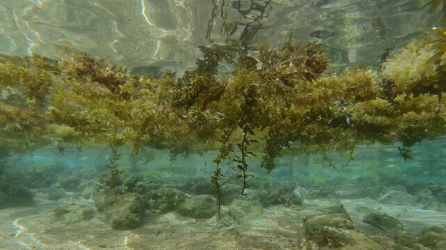 Reef fish swim in shallow water under floating islands of Sargassum brown seaweed that drifts along shore, Tropical fish hide from predators below floats algae.