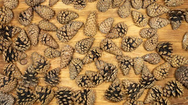 Pine Cones Opening in Time Lapse on a Wooden Background. Fir Cones Moving. Top View