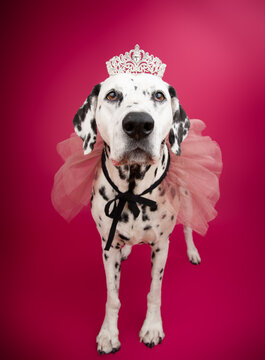 Portrait of a dalmatian dog wearing a tiara and tutu standing in front of a pink background