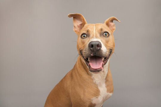 Portrait of a happy mixed breed tan pit bull terrier with an open mouth sitting in front of a grey background