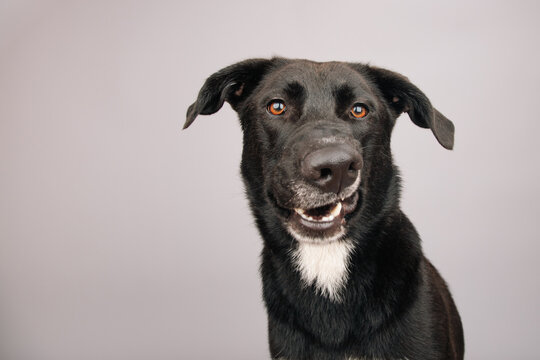 Portrait of a bi-colour labrador mixed breed dog sitting in front of a grey background pulling a funny face