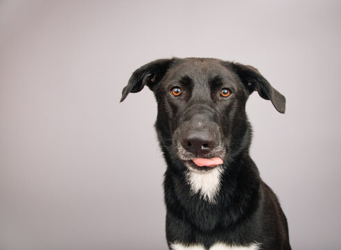 Portrait of a bi-colour labrador mixed breed dog sitting in front of a grey background sticking out its tongue