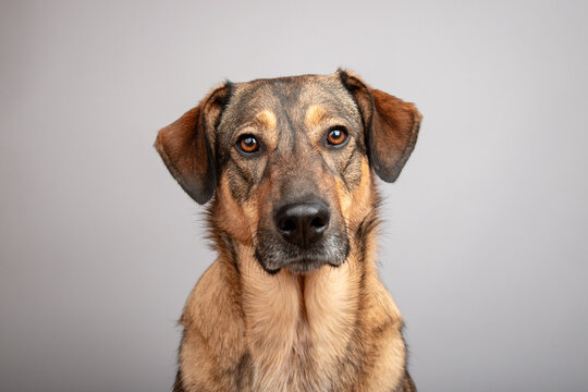 Close-up portrait of a serious Shepnees (Germanees) dog