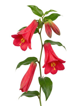 Red Chilean Bellflower Stem with Green Leaves, Lapageria Rosea Blossoms, isolated on transparent background