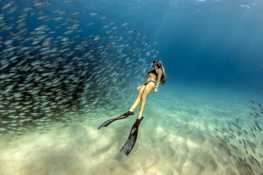 Young woman free diving underwater with an Akule bait ball, Kailua Bay, Kailua Kona, Big Island, Hawaii, USA