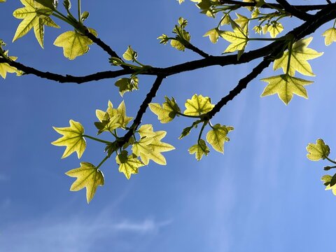 Close-up of fresh new leaves sprouting on a tree in springtime, Salt Lake City, Utah, USA