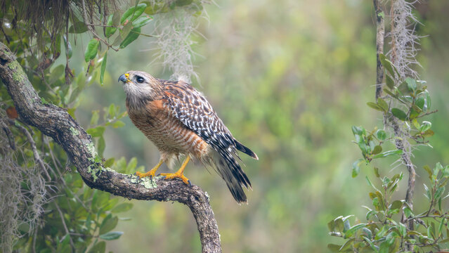 Side view of a wild red-shouldered hawk (Buteo lineatus) perched on a moss and lichen covered branch with woodland scenery and spanish moss background, Florida, USA
