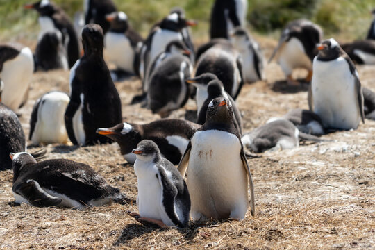 Close-up of a colony of Gentoo Penguins (Pygoscelis papua), Falkland Islands (Islas Malvinas)