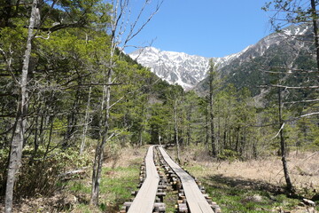 Wooden boardwalk trail leading through Kamikochi forest with snowcapped Japanese Alps