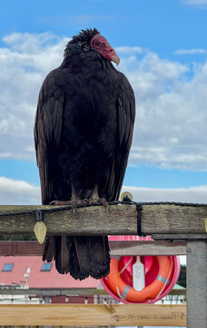 Close-up of a Turkey Vulture (Cathartes aura) perched on a  wooden pier, Stanley, Falkland Islands (Islas Malvinas)