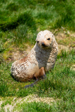 Close-up of a Leucistic Antarctic fur seal pup (Arctocephalus gazella) on the seashore, Grytviken, South Georgia