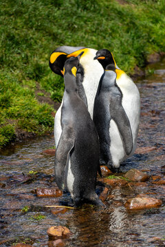 Three King Penguins (Aptenodytes patagonicus) standing in a river, Grytviken, South Georgia