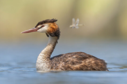 Close-up side view of a wild great crested grebe (Podiceps cristatus) swimming across a lake with a dragonfly flying past, Australia