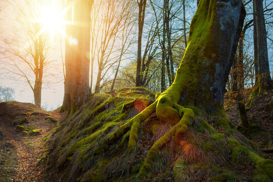 Ancient Moss Covered Tree Roots in Sunlit Forest