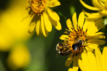 Close-up of a bees collecting nectar from a vibrant yellow sunflower-like wildflower © George Schmiesing