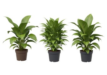 Fototapeta premium Three green plants in black pots on a white background