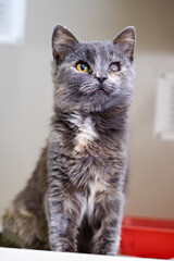 Young cat eager for care. Adorable kitten with speckled fur looking toward future home