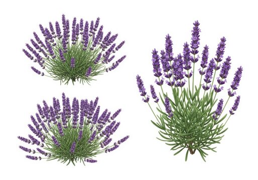 Three clusters of vibrant purple lavender flowers on white background