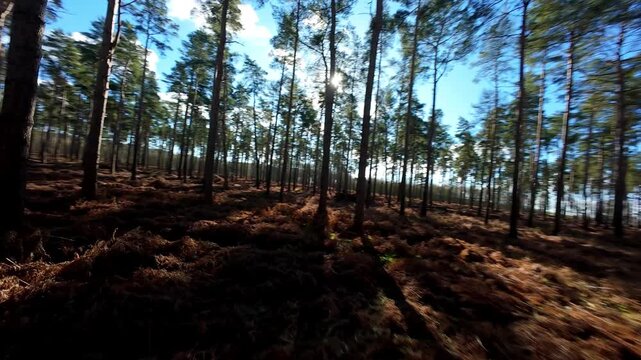 Cinematic woodland FPV flow through Woburn Forest England flying low over the bracken floor for an immersive nature and wildlife perspective.