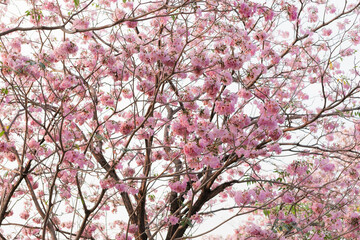 Pink trumpet tree (Handroanthus impetiginosus) in full bloom with vibrant pink blossoms at Chatuchak Park, Bangkok, Thailand, ideal for travel, nature, seasonal, and urban landscape themes.