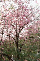 Pink trumpet tree (Handroanthus impetiginosus) in full bloom with vibrant pink blossoms at Chatuchak Park, Bangkok, Thailand, ideal for travel, nature, seasonal, and urban landscape themes.