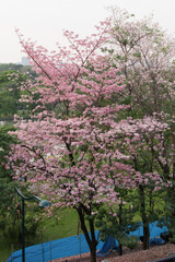 Pink trumpet tree (Handroanthus impetiginosus) in full bloom with vibrant pink blossoms at Chatuchak Park, Bangkok, Thailand, ideal for travel, nature, seasonal, and urban landscape themes.