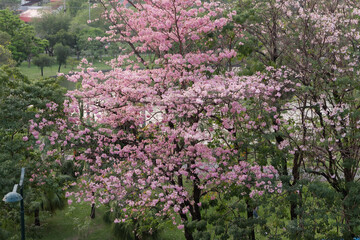 Pink trumpet tree (Handroanthus impetiginosus) in full bloom with vibrant pink blossoms at Chatuchak Park, Bangkok, Thailand, ideal for travel, nature, seasonal, and urban landscape themes.