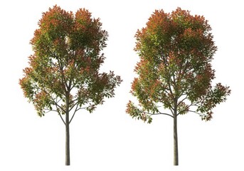 Obraz premium Two trees with colorful autumn leaves on a white background