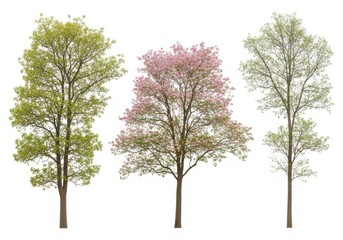 Fototapeta premium Three trees in different stages of blooming with green, pink, and sparse foliage