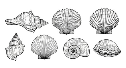 A diverse collection of seashells showcasing various shapes and patterns Vector