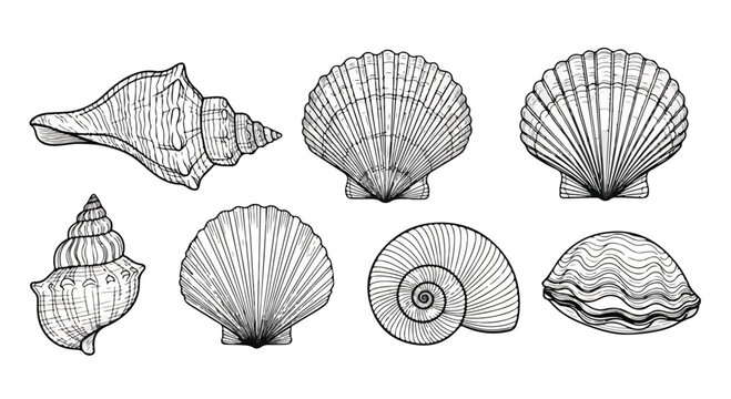 A diverse collection of seashells showcasing various shapes and patterns Vector