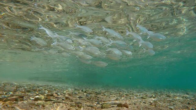 School of Flagtail fish swimming along sandy-stoned shore below water's surface. Striped flagfish or Five-stripped Flagfish (Kuhlia mugil)