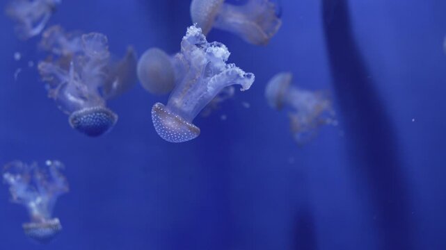 Upside-down jellyfish (Cassiopea) drifting in aquarium, underwater marine life on blue background
