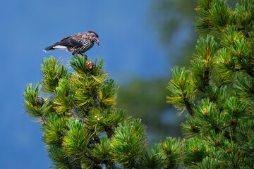 Northern Nutcracker (Nucifraga Caryocatactes) In An Austrian Stone Pine (Pinus Cembra)