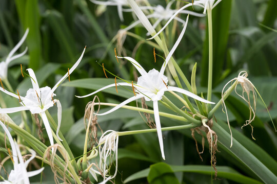 Beautiful Beach Spider Lily (Hymenocallis littoralis) flowers.