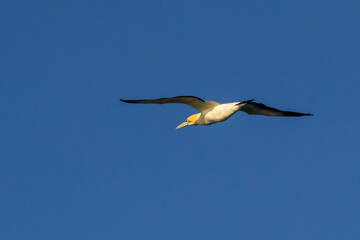 Obraz premium A colourful Cape Gannet (Morus capensis) flying away against a bright blue sky.