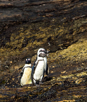 Three African Penguins, Spheniscus demersus, standing on the baren rocky shores of Halifax Island