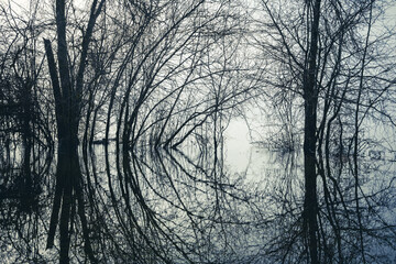 Echoes of Graceful Dance.  Partly submerged bare trees.  Sproat Lake, BC