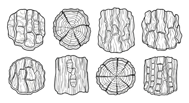 Diverse cross-sections of tree trunks showcasing unique ring patterns and textures Vector