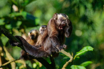 The Large-headed Capuchin (Sapajus apella macrocephalus) is a South American monkey found in Peru's Manu National Park, known for its large head, intelligence, and tool use, often seen in large groups