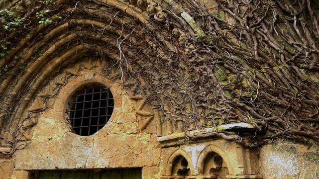 Ruined monastery portico covered with roots and vegetation, aged stone architecture in decay, abandoned historic religious building reclaimed by nature, Santa Maria la Real Monastery, Burgos, Spain. 